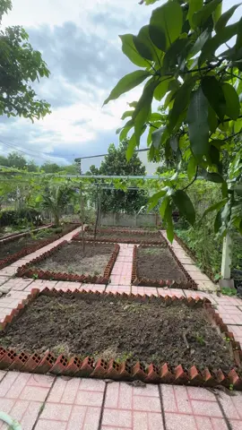 Chiếc vườn của mình mùa mưa. Chưa có kinh nghiệm trồng nên mùa mưa trồng rau không lên được mọi người ơi #hoàngnga #làmvuoncungtiktok #sânvuondep #niemvuimoingay 