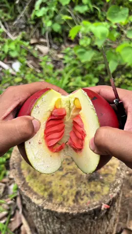 Buah asam payang #fy #CapCut #promomakangajian 