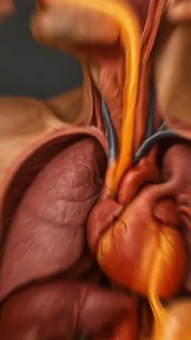 What happens while you drink Red Bull inside your body?😳#fyp #humanbody #health #Science #anatomy 