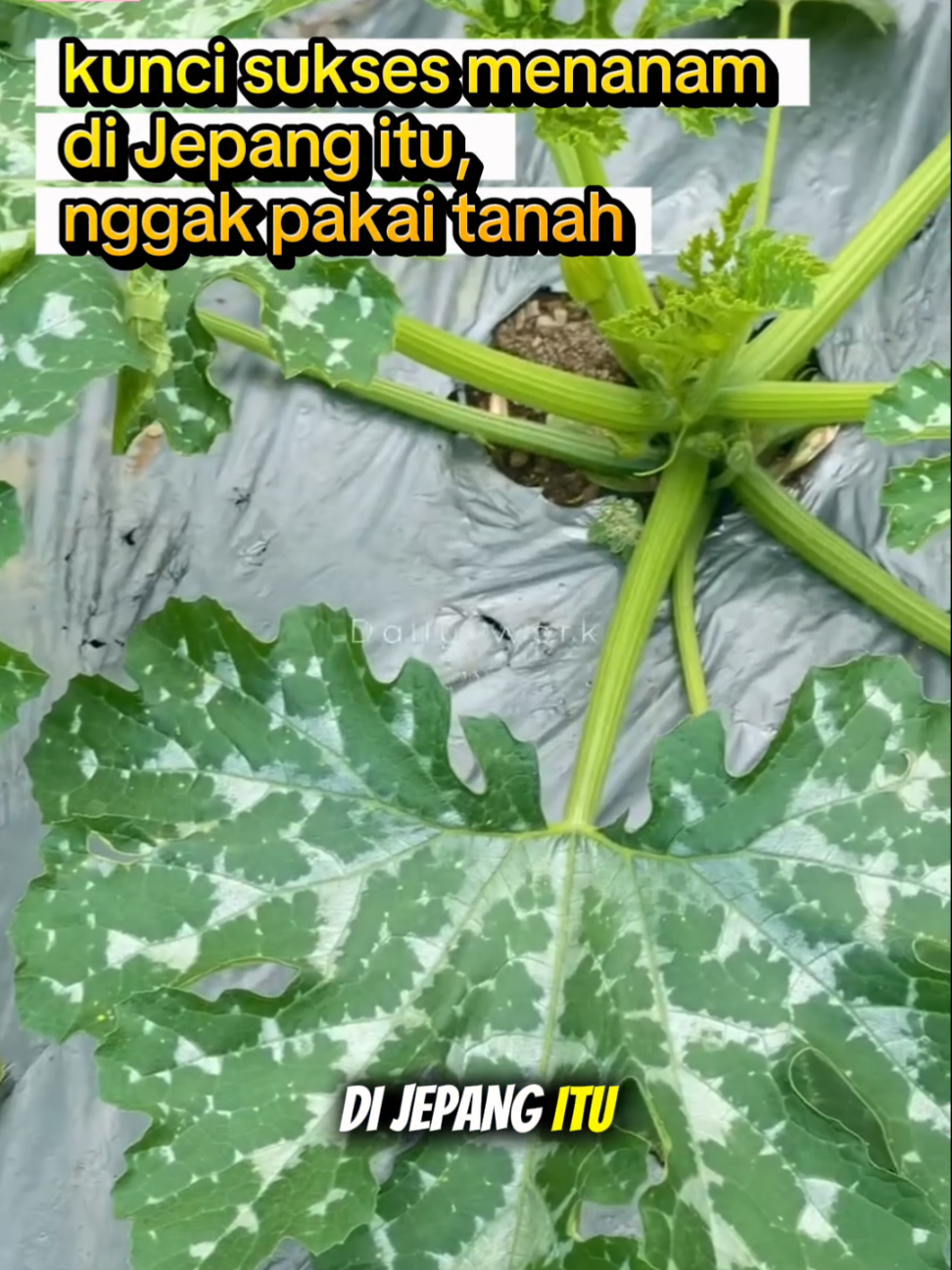 ini noh rahasia petani di jepang #leucora #PetaniHobi #BerkebunDiRumah #mediatanam 