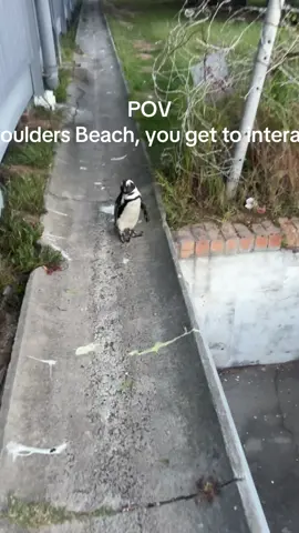 #animals #fyp#.  PENGUINS ARE NOT PETS. They are wild animals.