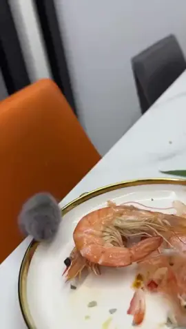 kekucingan day 1 #cattiktok