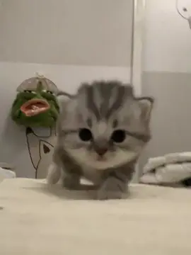So cute #cutecat #pet #kucing #kitty #funny 