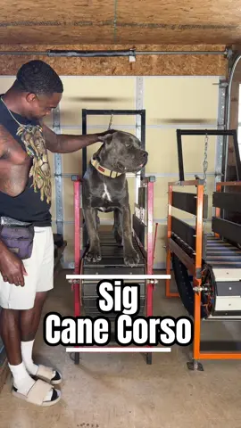 Slatmill Fun #buildadog #germanshepherd #canecorso #workingdog #australianshepherd 