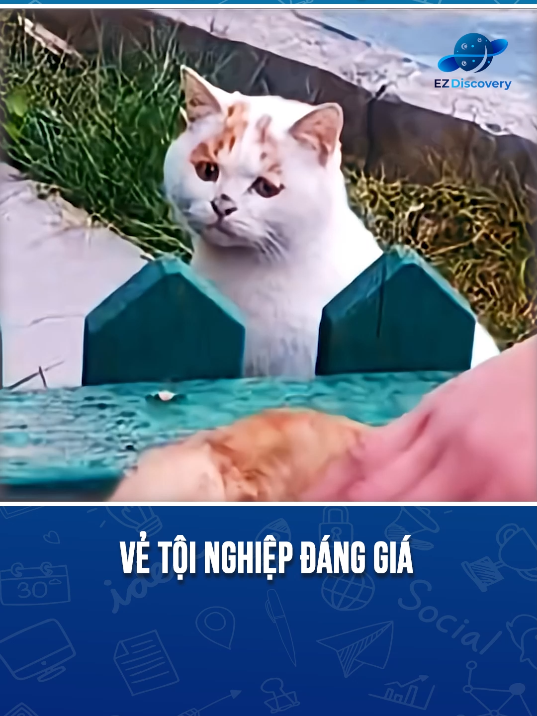 vẻ tội nghiệp đáng giá #discovery #ezdiscovery #xuhuong #viral #khampha