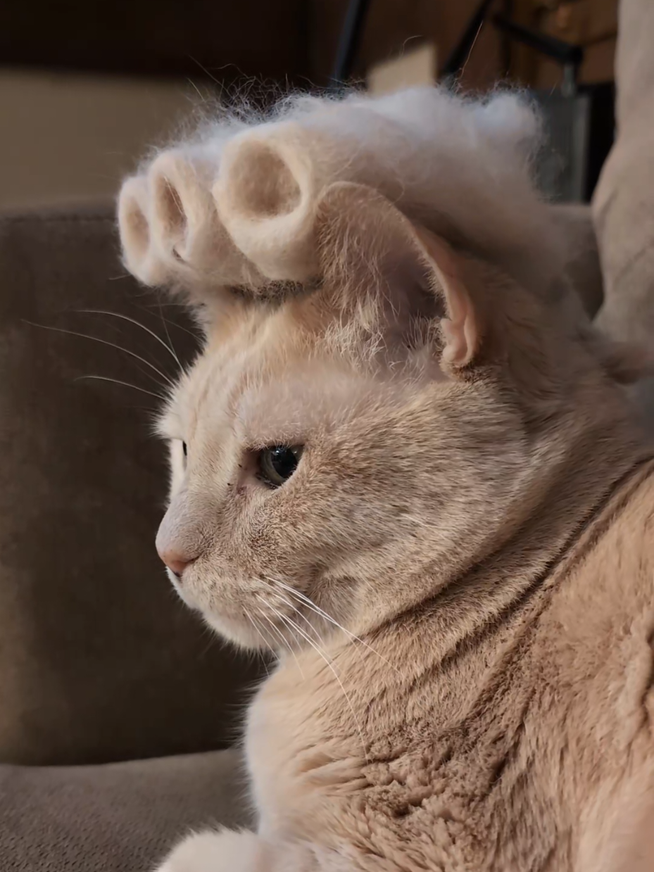 I turned my cat into Giorno Giovanna! #anime #cat #jojo #jojosbizarreadventure #pets 