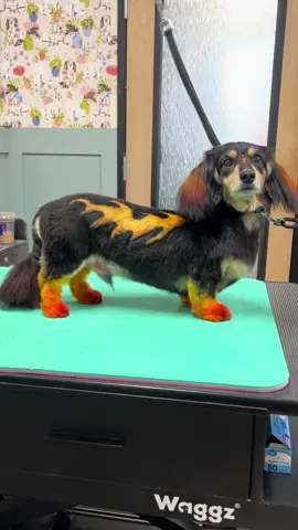 Hotrod Romy!🔥🏎️🏁 #doggroomer #creativegrooming #opawz #dachshund @OPAWZ @Pawsitivity #pawmat 