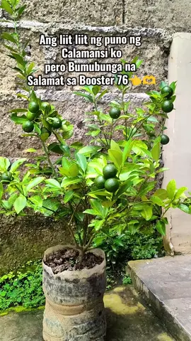 #floweringbooster #booster #pampabulaklak #pampataba #pampabulaklaknghalaman 