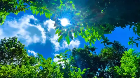 গাছপালার নির্জন পরিবেশ অনেক সুন্দর 🥰🌿🍀। #প্রকৃতিরভিডিও #funnyvideos #foryoupage❤️❤️ #tiktokofficialbangladesh #