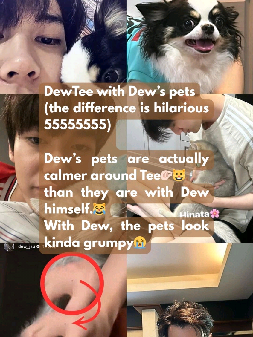 Dew's pets are actually calmer around Tee than they are with Dew himself. With Dew, the pets look kinda grumpy😭 #dewtee #ดิวธี #dew_jsu #tee_vtp #ธีรเดช