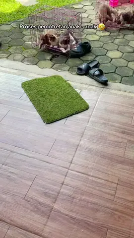 Dibalik foto vidio anabul2 dsini yg cakep2,, ada perjuangan kakak2 admin yg rela panas2an 🤣,,,, tingkiu y kakak2 admin😘 #masyaallahtabarakkallah #fyp #pets #catlover #catsoftiktok 