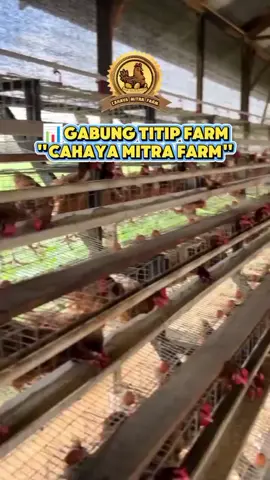 📈 Saatnya Mulai investasi ternak Ayam petelur sekarang! Mau punya ayam petelur tanpa repot? Titip Farm Ayam petelur, kami memudahkan Anda untuk berinvestasi di peternakan Ayam Petelur dengan sistem titip ternak yang aman dan menguntungkan. Cukup titipkan modal Anda, kami yang urus semuanya hingga siap panen! ✨Keuntungan yang Anda dapatkan: ☑️ Perawatan Profesional: Ayam Ras petelur Anda dikelola oleh ahlinya. ☑️ Pantau Setiap Waktu: Update perkembangan secara real-time. ☑️ Hasil Panen Optimal: Nikmati keuntungan tanpa repot. 💥 Investasi mudah, untung maksimal.Yukk!panen telur sambil panen cuan bareng Titip farm ayam petelur 🐔 #fyp  #fypシ  #fypindonesia  #viral  #trending  #fouryou  #ayampetelur  #ternakayampetelur  #ternakayam  #usahaternak  #ayamkampung  #ayamras  #peternakan  #agribisnis  #usahamandiri  #inspirasiusaha  #inspirasiusaha  #bisnisonline  #peternakmuda  #lewatberanda  #passiveincome  #viralvideo  #foryoupage 
