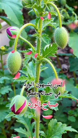 #صباح_الخير #صباحكم_أحلى_صباح 💕