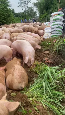 Trại lợn vỡ trận #lũlụt #xuhuongtiktok 