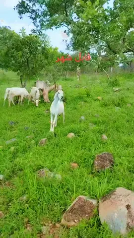 اللهم أصلح حال السودان يارب العالمين كل الحب والتقدير والاحترام المتبادل السودان ليبيا اليمن تشاد الهند #مشاهير_تيك_توك_مشاهير_العرب #حالات_واتس #اكسبلور #مشاهير #صباح_الخير 