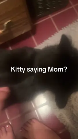 #kittytalking