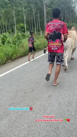 พร้อมล่าหัวเเรก💸💯#ขาวงามเพชรบ้านด่าน#อ้ายเบอร์ #ไม่ใช่การทารุนกรรมสัตว์❤🐂 #ลูกบ้านร้อยเปอเซ็น🐂🗡 