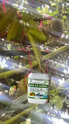 đạm Cá Amino Hữu Cơ. phục hồi Cây Sau Thu Hoạch. phát triển cây trồng toàn diện #phanbonla #nôngnghiệp #thuocbvtv #sầuriêng #phanbonsinhhoc 