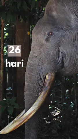 630 hari setelah kematian gajah Rahman. Kami masih menunggu. Pelaku harus ditemukan dan diadili sesuai hukuman yang berlaku. Ini bukan soal gajah, ini soal komitmen perlindungan. Ini soal apakah hukum bisa berdiri untuk yang tak bisa berbicara. Rahman hanyalah satu dari banyak korban. Jika kita diam, berarti membuka jalan bagi tragedi-tragedi berikutnya. Kepada Pak Menteri @rajaantoni @kemenhut , Bapak Kapolda @herryheryawan dan Kepala Balai Taman Nasional Tesso Nilo @herustm73 @btn_tessonilo kami mohon lakukan penyelidikan ulang atas kasus Gajah Rahman. #justiceforgajahrahman #gajahRahman