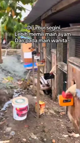 inilah hobi laki-laki yang bukan pecinta wanita 😇 #ayamimportfilipin🇵🇭  #katakata  #ACLGAMEFRAM  #fyppppppppppppppppp  #masyarakatkecil 