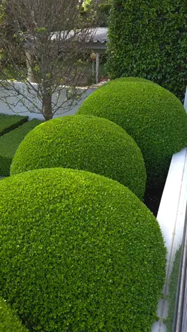 One of my favourites... 🍃🍃 . @frameitlawnsandgardens  . . . . . . . . . . . . . . . #buxus #boxwood #topiary #4u #instagarden #smallgarden #hedgelover_ #topiarylover_ #handclipped #satisfying #gardens #topbuxus #plants #gardendesign 