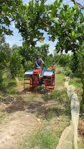 M10 khai trương làm nhẹ 1 mẫu chiều về rước cọp 🤪🥰 #zt155plus #66đồngthápchàoaegầnxa😎👍 