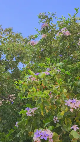 Nature ❤️  #fyp #flowers #nature #tree #saudi 