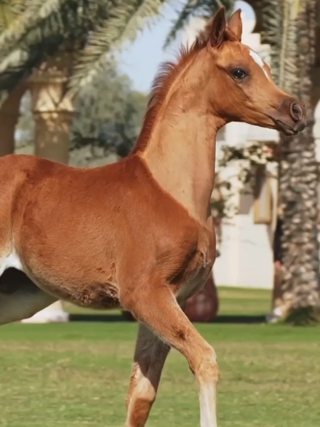 #horse #arbianhorse 