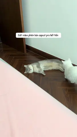 Giang hồ cũng có nghĩa khí của giang hồ, o.ánh nhau cũng gọi dậy mới o.ánh #bongchen #meow #mèo #cat 