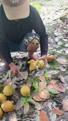 Dừa 1k trái ae oi