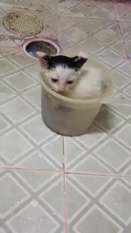 me without you #cat #catsoftiktok #kitty #sad 