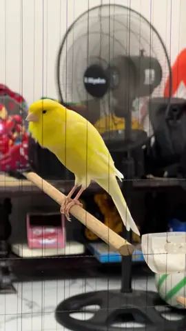 Mumpung ono prenku🥳🥳🥳