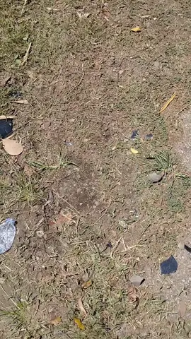 laka tunggal jalan pacitan arjosari #fyp #masukberanda #pacitanjawatimur #laka 