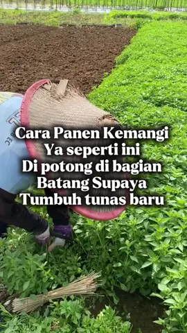 Cara Panen Kemangi ya seperti ini, di Potong di bagian batang supaya tumbuh tunas baru ... #berkebun #menanam #tanaman #kemangi #sayuran 