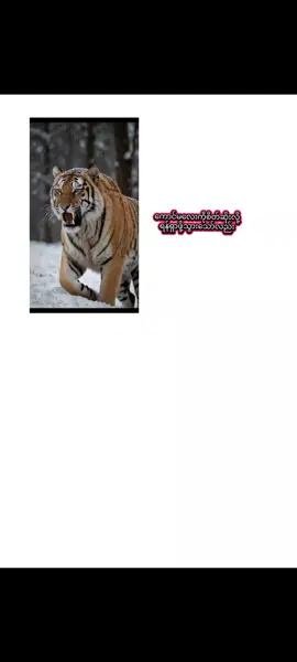 #မိမွန် #စာတိုပေါက်စ  ဘာမပြောရဲတော့တဲ့အဖြစ်ပါလို့ #ကဗျာ #စာတို☯ #fypシ゚viral  အသဲလေးတော့ပေးကွာ