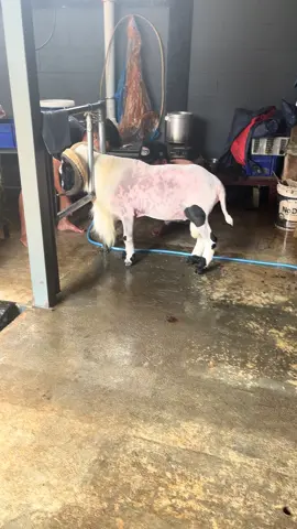 sheep shearing