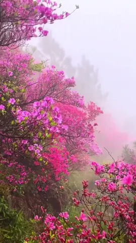 #viraltiktok #trending  සොබහාදහම මෙහෙම දකින්න ඇස් පින් කරන්න ඔනි 🥺🌹