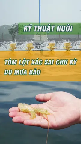 Tôm lột xác sai chu kỳ khi mưa lớn kéo dài #xuhuong #đlhoaxinh #nuoitomcongnghecao #nuoitom #nuoitomthe 