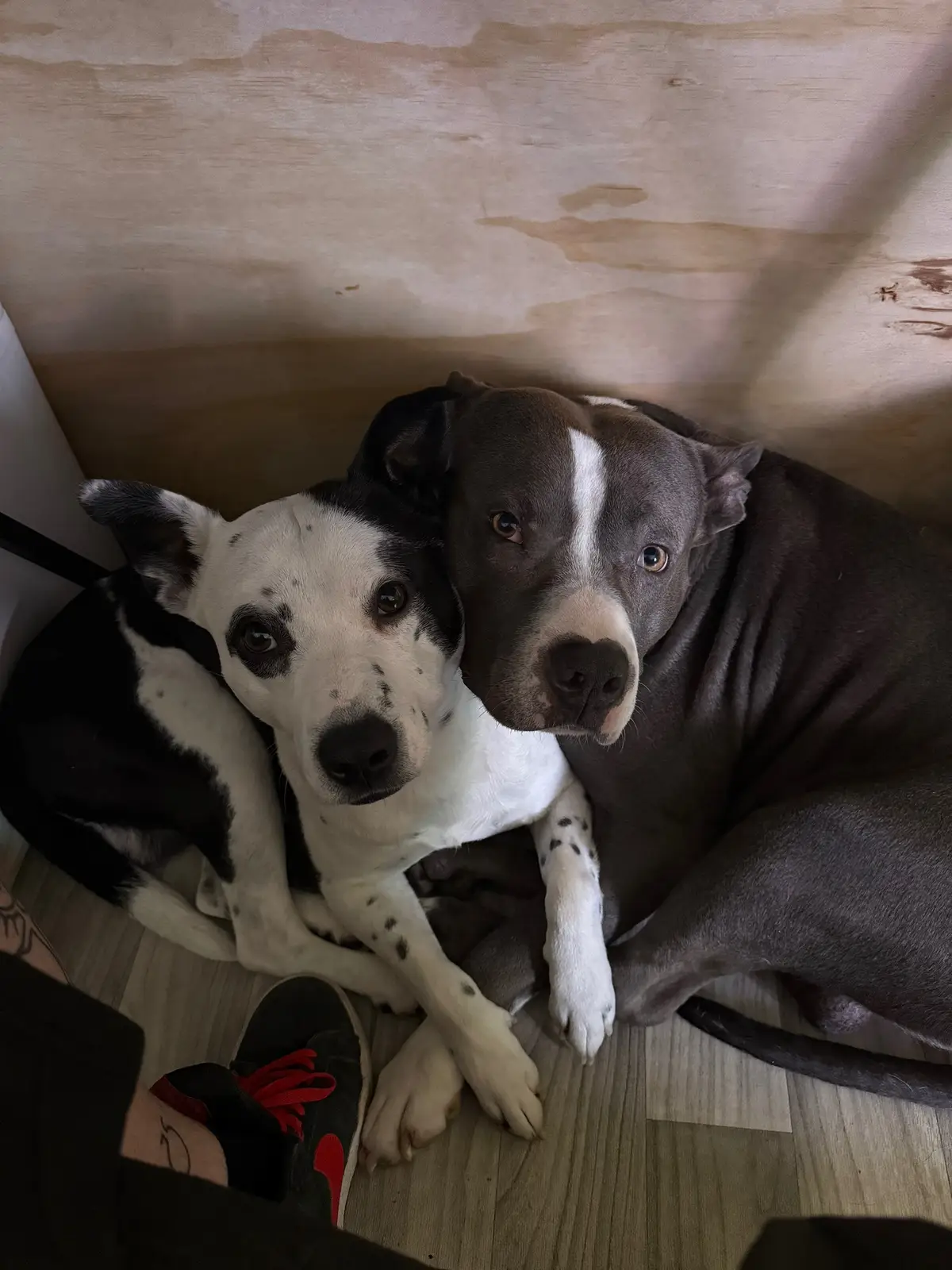These are my dogs. Lemmy and Dead. Dead is the little one that kinda has corpse paint. Lemmy is his father, so dead is half pitbull. Dead is 5 and Lemmy is like 7 ish. #youngdeath #goth #dog #dogsoftiktok 