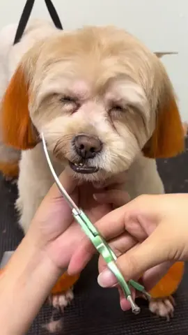 😂😂😂#petcute #khoanhkhacdangyeu #chó 