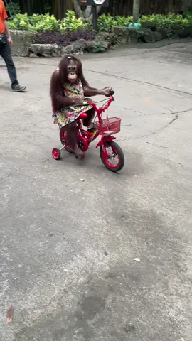 น้องมะนาวมาแล้ววปั่นซิ่งมาเรย555#creatorsearchinsights #สัตว์เลี้ยงtiktok #safariworldbangkok #อุลังอุตัง #ลิงน้อย #ฟีดดดシ #tiktokviral #animals #มาเที่ยวกันเถอะ 