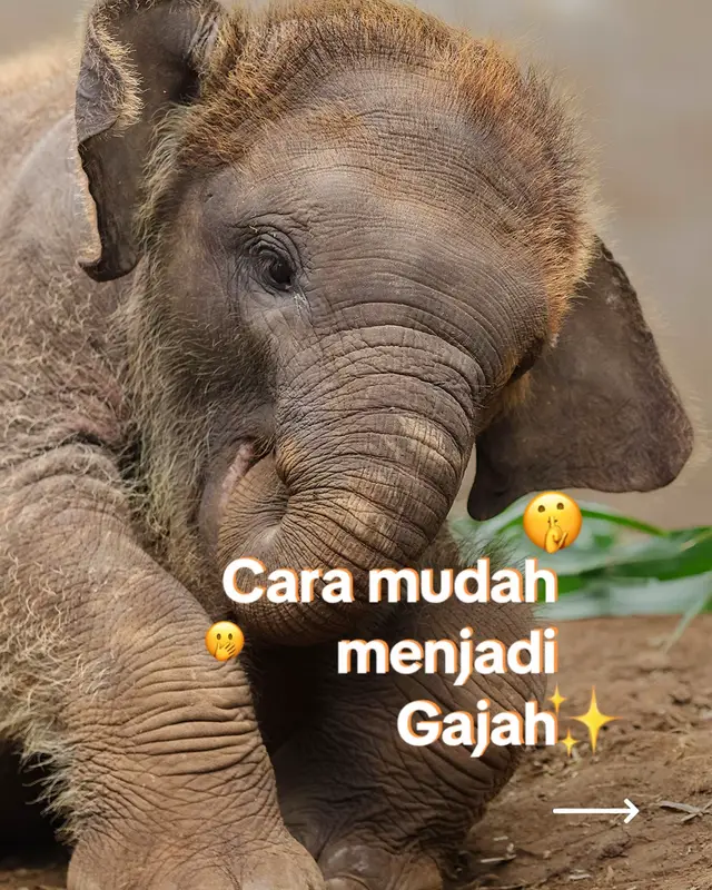 Hayo ngaku siapa yang swipe?🫣😆 Jadi Gajah itu nggak mudah lho! Mereka perlu banyak belajar untuk mengenali tubuhnya sendiri dan juga sekitarnya🥰 #Elephant #Gajah #Bali #Zoo #BaliZoo