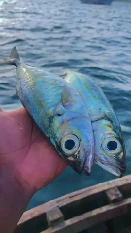 #namefishchallenge #MombasafishMarket #BlueEconomyKE #OceanConference2026 #HadhaMinFadhliRabbi 