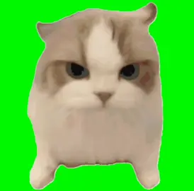 「开」（チョイ）猫ミーム素材#猫ミーム#猫ミーム素材