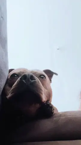 Eu sei que deveria dormir mas ….. 🤯😂  #staffy #staffordshirebullterrier #funny #zommies #sleep 