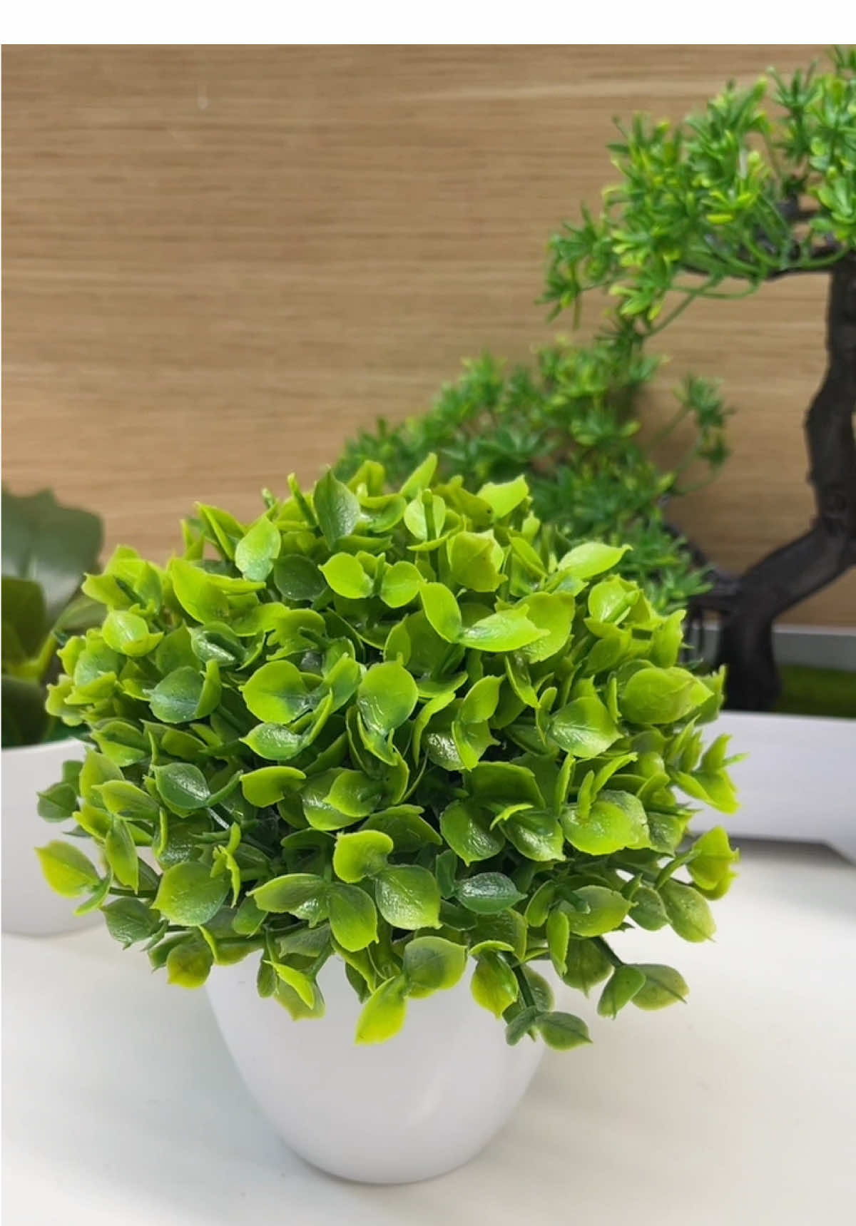 Cây xanh trang trí #cayxanh #caydecor 