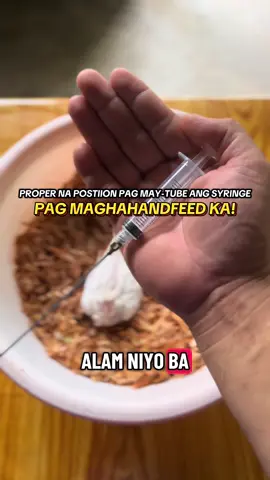 Proper position pag may tube ang syringe mo pag naghahandfeed ka 🦜🐣🥚#foryoupage #birdsoftiktok #cockatielsoftiktok #handfeeding #breederslife 