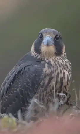 #اكسبلورexplore #fyp 