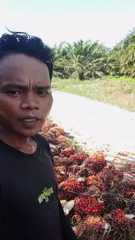 mene Bae lurr pada kuli sawit #Fyp 