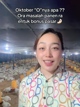Ra oman ayam larang boloo.. rapopo penting waras yoo 🤙🏻😋 #CapCut #broilerchicken #damai #kandangclosehouse #broilerfarm 